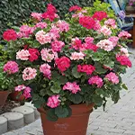 Riesenpelargonien