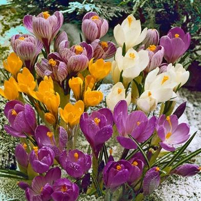 Krokusse