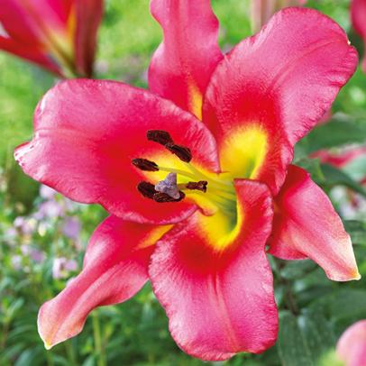 Lilien
