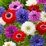 Anemonen